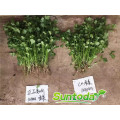 Green fast grow black split  coriander  seed